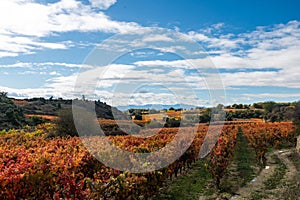 Bunch of ripe grapes in the autumnal colors of the vineyard. Spain in Sunrise time