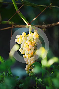 Bunch of ripe grapes hangs from a vine