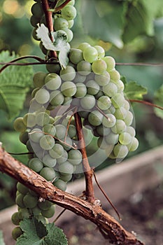 Bunch of ripe grapes hangs from a vine