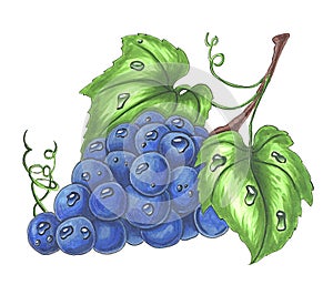Bunch of ripe grapes isolated on white hand drawn illustration