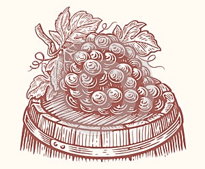 Bunch of ripe grapes lies on wooden barrel with wine. Vineyard, winery sketch vector illustration