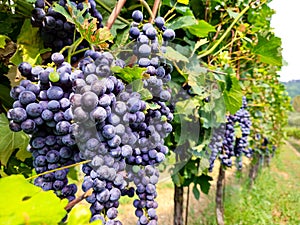 Bunch of ripe grapes for red wine making growing on vines at Italian vineyard