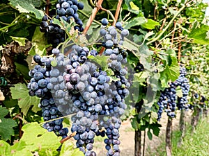 Bunch of ripe grapes for red wine making growing on vines at Italian vineyard