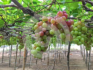 bunch of ripe grapes on a tree in the vineyard