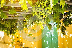 Bunch of ripe green grapes are growing on the grapevine terrace overhead traditional Greek house. Ideal sweet fruit for
