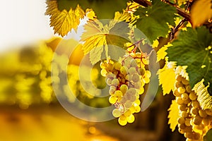 A bunch of ripe green sweet grapes on a vine on blurred landscape background