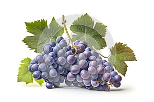 Bunch of ripe, juicy, blue grapes with leaves on a white background. Fruits isolated on a white background. Generative AI