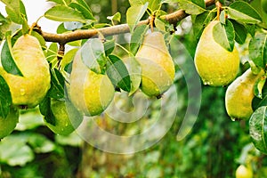 Bunch of Ripe juicy pears hanging on tree branches in fruit garden. summer autumn nature background. yellow green Pear for harvest