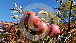 Bunch of ripe juicy red apples on tree branch