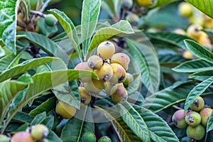 Bunch of ripe loquats in the tree