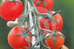 Bunch of ripe natural cherry red tomatoes growing in a greenhouse ready to pick