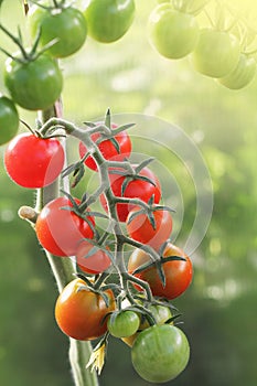 Bunch of ripe natural cherry red tomatoes growing in a greenhouse ready to pick