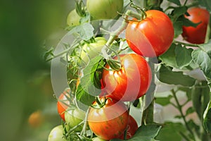 Bunch of ripe natural cherry red tomatoes growing in a greenhouse ready to pick