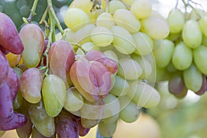 A bunch of ripe pink grapes for cooking wine and food hangs on a bush. Close-up.