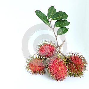 A bunch of ripe rambutan fruits with leaves isolated on white background.