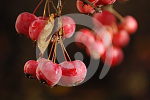 A bunch of ripe red crab apples