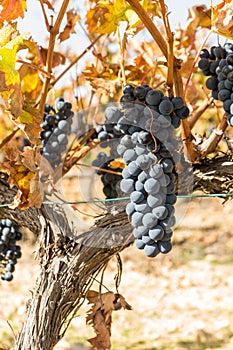 Bunch of ripe red grapes hanging from a vine in harvest season in autumn. photo