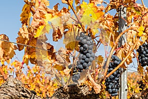 Bunch of ripe red grapes hanging from a vine in a vineyard. photo