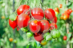 Bunch of ripe red tomato on a background of bushes of tomatoes