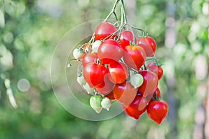 Bunch of ripe red tomato on a background of bushes of tomatoes