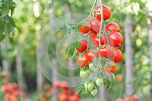 Bunch of ripe red tomato on a background of bushes of tomatoes. Tomatoes of the Arab Emirates variety