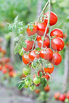 Bunch of ripe red tomato on a background of bushes of tomatoes. Tomatoes of the Arab Emirates variety