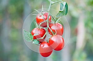 Bunch of ripe red tomatoes closeup on vegetable garden background