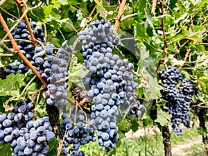 Bunch of ripe grapes for red wine making growing on vines at Italian vineyard