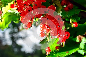 The bunch of ripe redcurrant