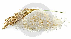 bunch of ripe rice crops isolated on white background