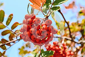 A bunch of ripe rowan berries in the fall. Yellow, green, orange autumn leaves of mountain ash against a blue sky. Selective focus