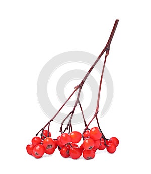 Bunch of ripe rowan berries on white background