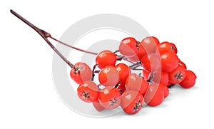 Bunch of ripe rowan berries on white background