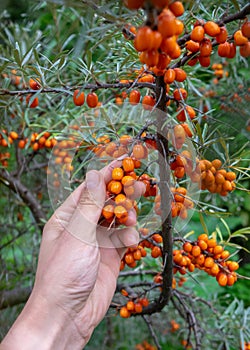 Bunch of ripe sea-buckthorn on a branch in the garden. A man`s hand holds berries