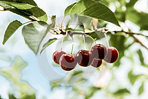 Ripe sour cherries hanging on a tree branch against sky background