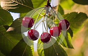 Bunch of ripe sour cherries hanging on a tree