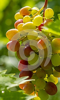 A bunch of ripe sweet table grapes hanging on a vine illuminated by the bright rays of the sun vineyard