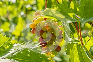 A bunch of ripe sweet table grapes hanging on a vine illuminated by the bright rays of the sun vineyard