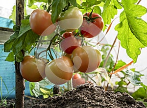 A bunch of ripe tomatoes on a branch in the garden