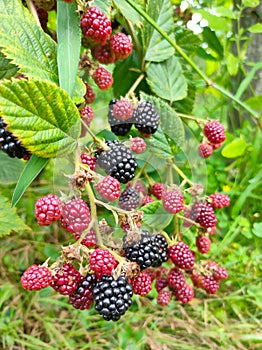Bunch of ripe and unripe blackberries