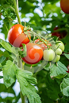 Bunch of ripe and unripe red and green tomatoes in a greenhouse