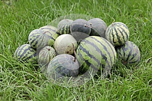 A bunch of ripe watermelons on the grass