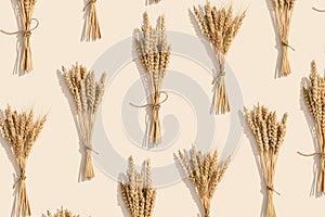Bunch of ripe wheat ears close up on beige background. Creative autumn harvest of grain crops
