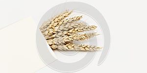 Bunch of ripe wheat ears close up on beige background. Creative autumn harvest of grain crops