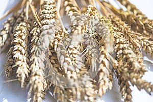 Bunch of ripe wheat\'s ears