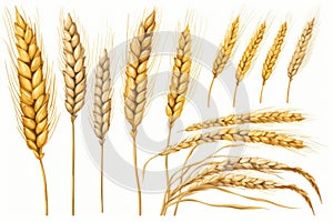 A bunch of ripe wheat on a white background. Suitable for agricultural, farming, or nature-related projects