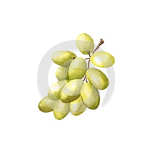 Bunch of ripe white grape