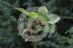 Bunch of ripe wild strawberry fruits