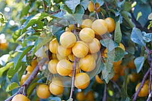 A Bunch of Ripe Yellow Plums on a Tree