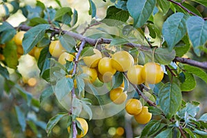 A Bunch of Ripe Yellow Plums on a Tree